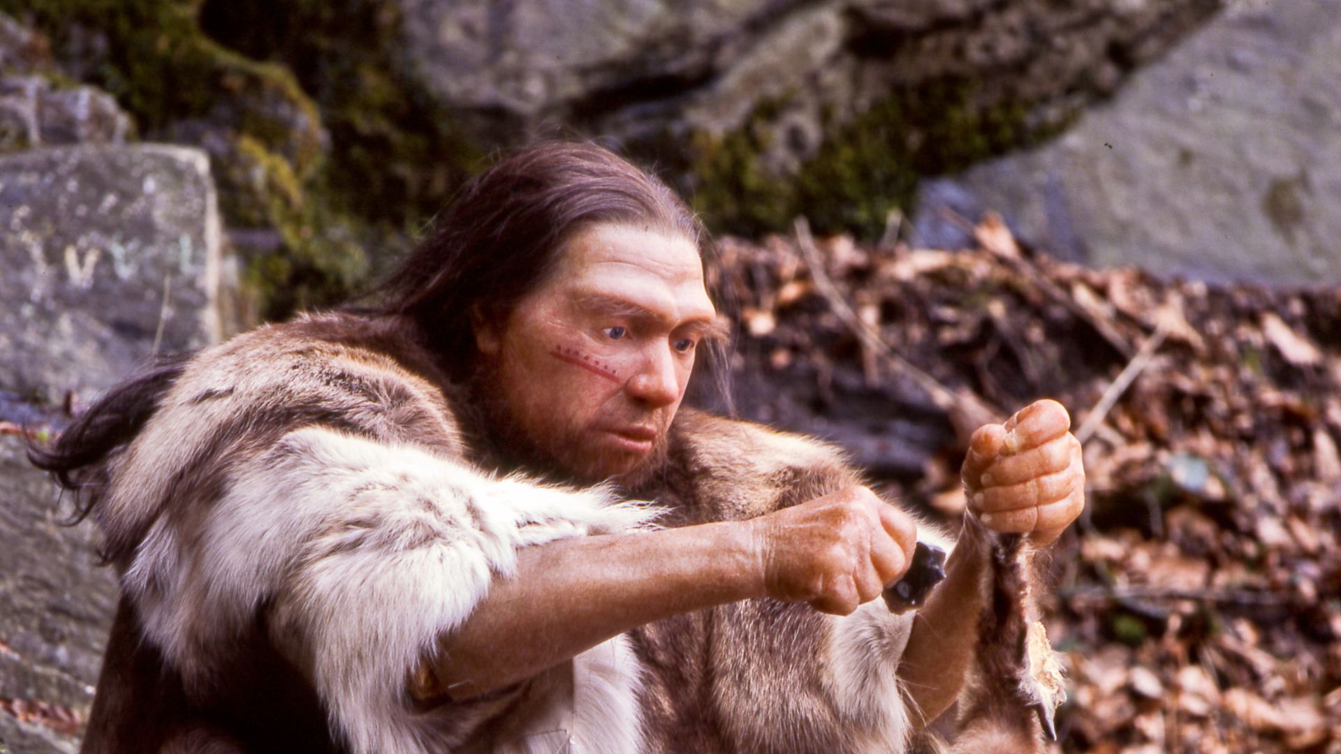 Lebend-Rekonstruktion im Neanderthal-Museum (Erkrath, Mettmann) eines Homo sapiens neanderthalensis-Jägers