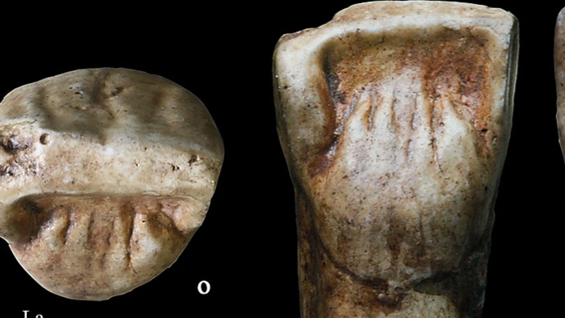 High quality replica of the right upper central incisor teeth of a Middle Pleistocene Hominin (PA835)