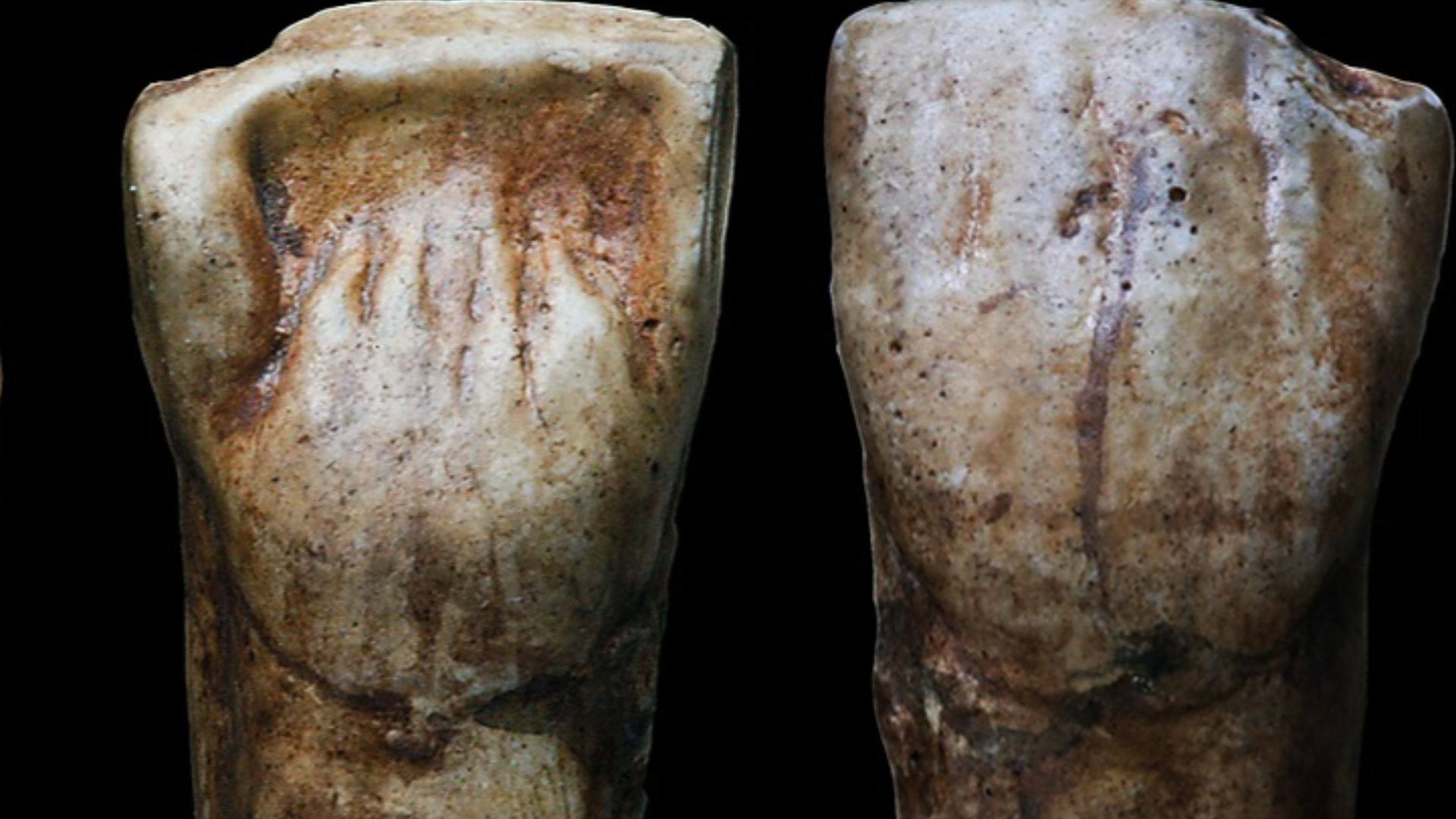 High quality replica of the right upper central incisor teeth of a Middle Pleistocene Hominin (PA835)