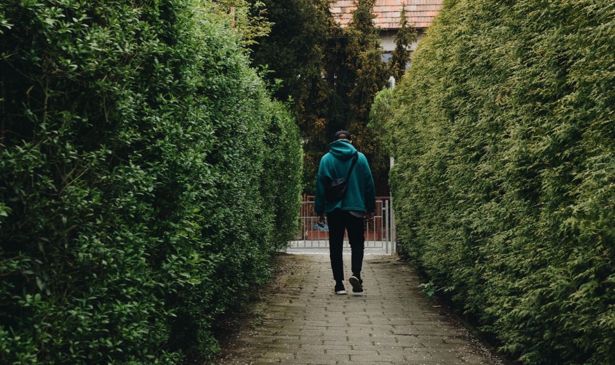 A person walks down a hedge-lined path 