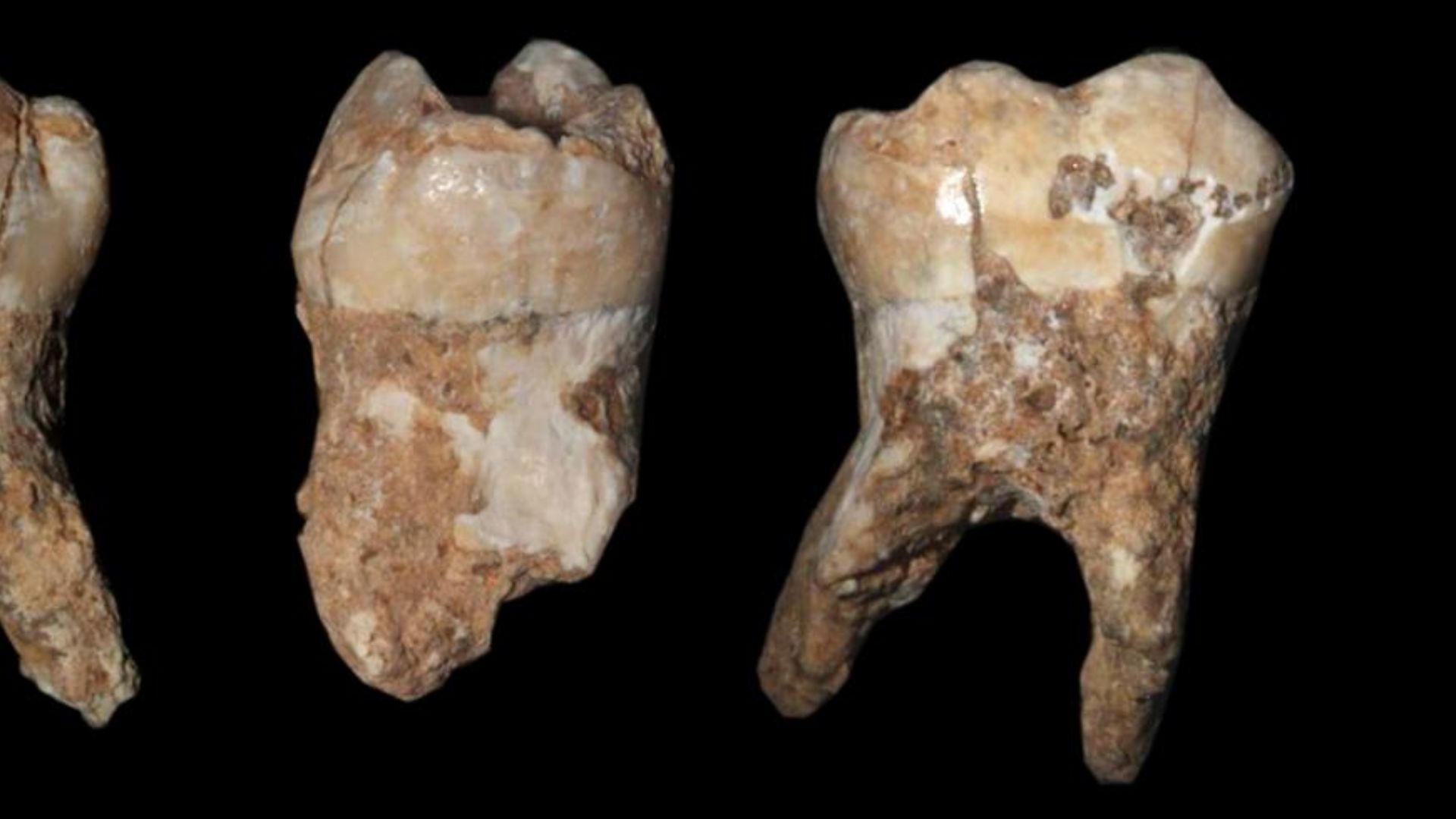 Human teeth from Qesem Cave, Israel