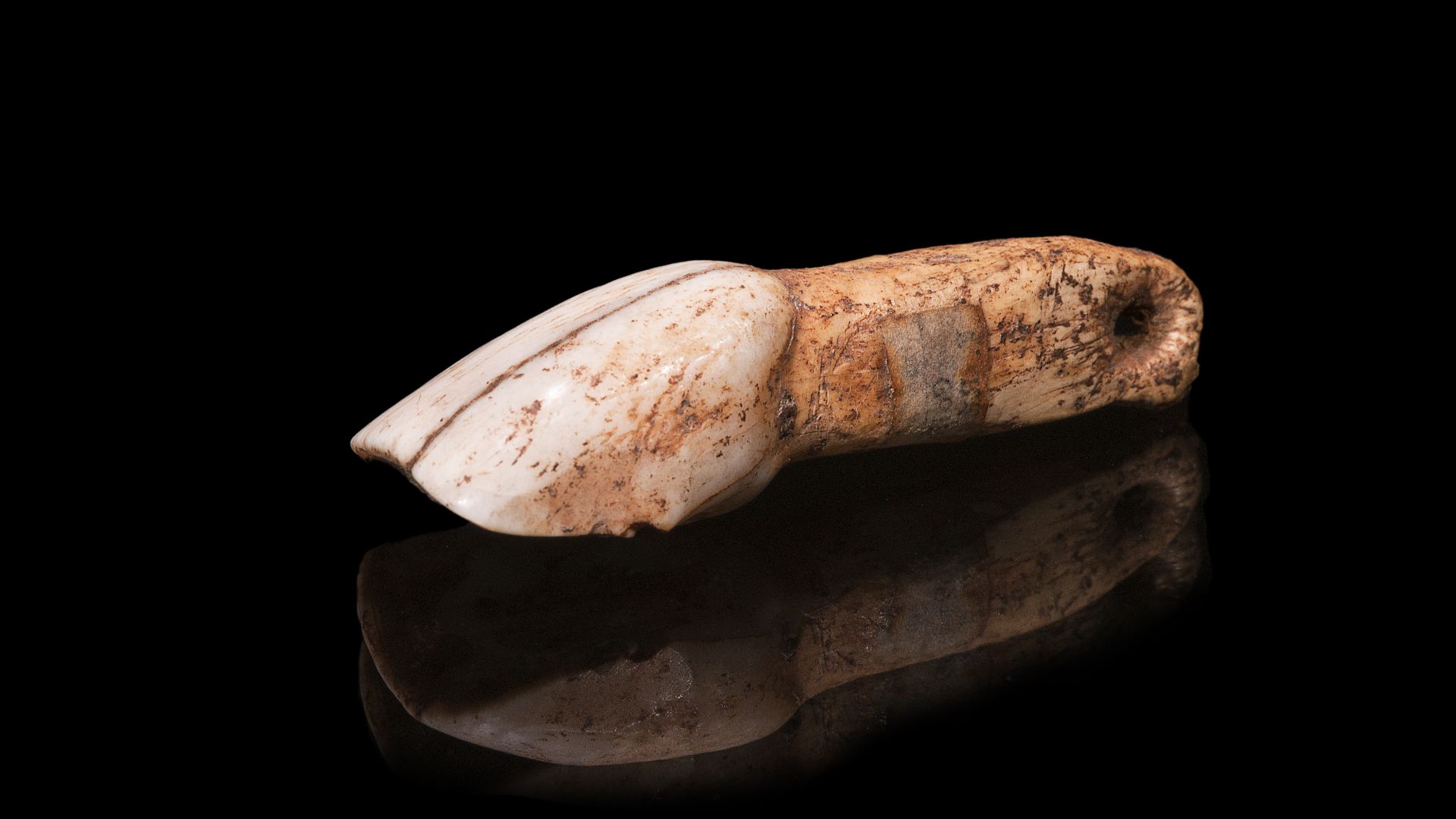 Perforated bovid Incisor - Multiple views of the same object.
Stage : Upper Paleolithic - Gravettian  (29,000 to 22,000 years Before the Current Era)
Locality : Gargas caves, Hautes-Pyrénées, France
Former collection of Félix Régnault.
Size : 5.2x1.8x1.5 