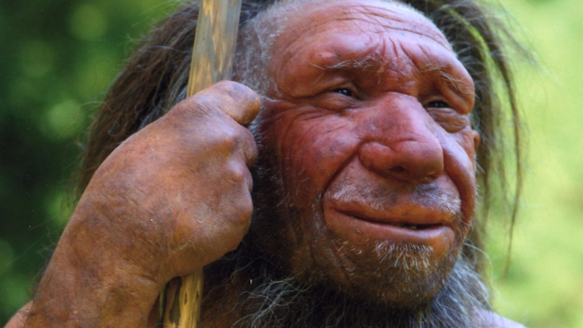 Lebend-Rekonstruktion im Neanderthal-Museum (Erkrath, Mettmann) eines Homo sapiens neanderthalensis „Mr. N“ (Ausschnitt des Originalfotos)