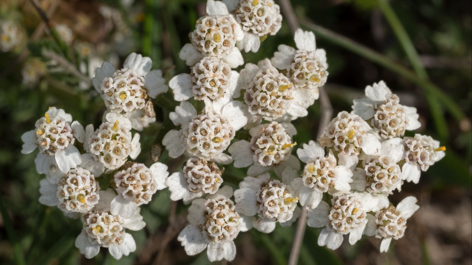 Yarrow (Achillea millefolium) flowers in Djurgården, Stockholm, Sweden.