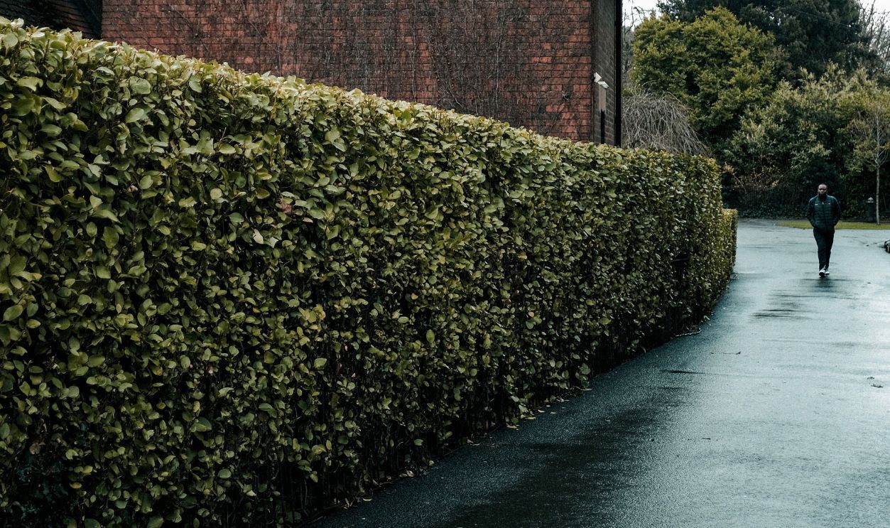 A scenic view of a vintage brick house beside a hedge-lined road