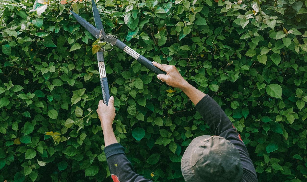 Adult gardener trims green hedge outdoors in Jakarta.