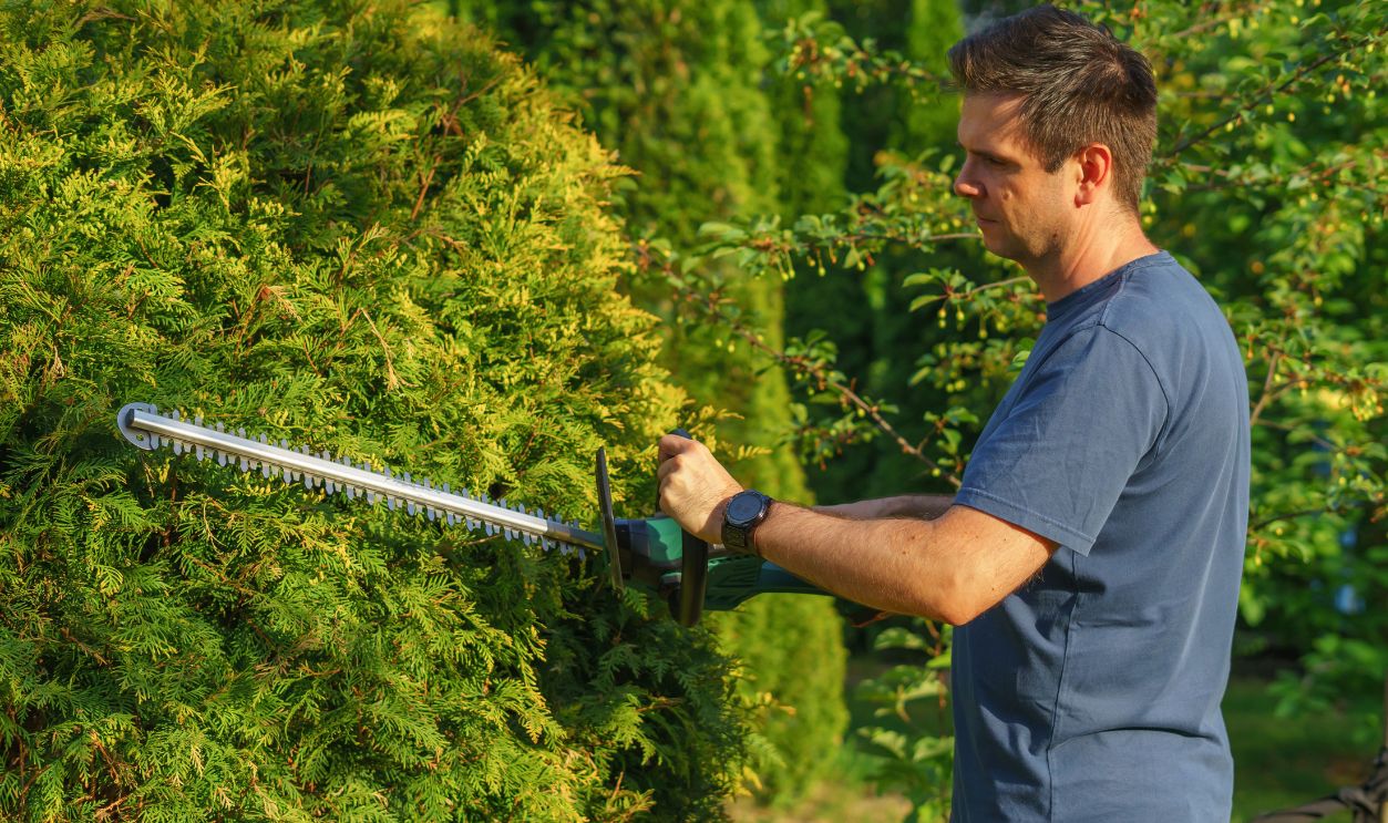 Man trimming hedge with electric trimmer