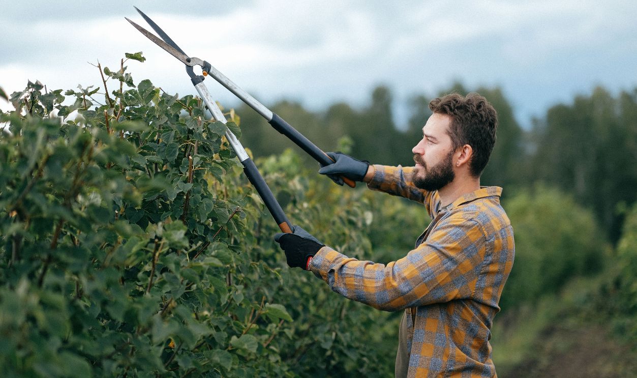 Gardener using large shears to trim plants