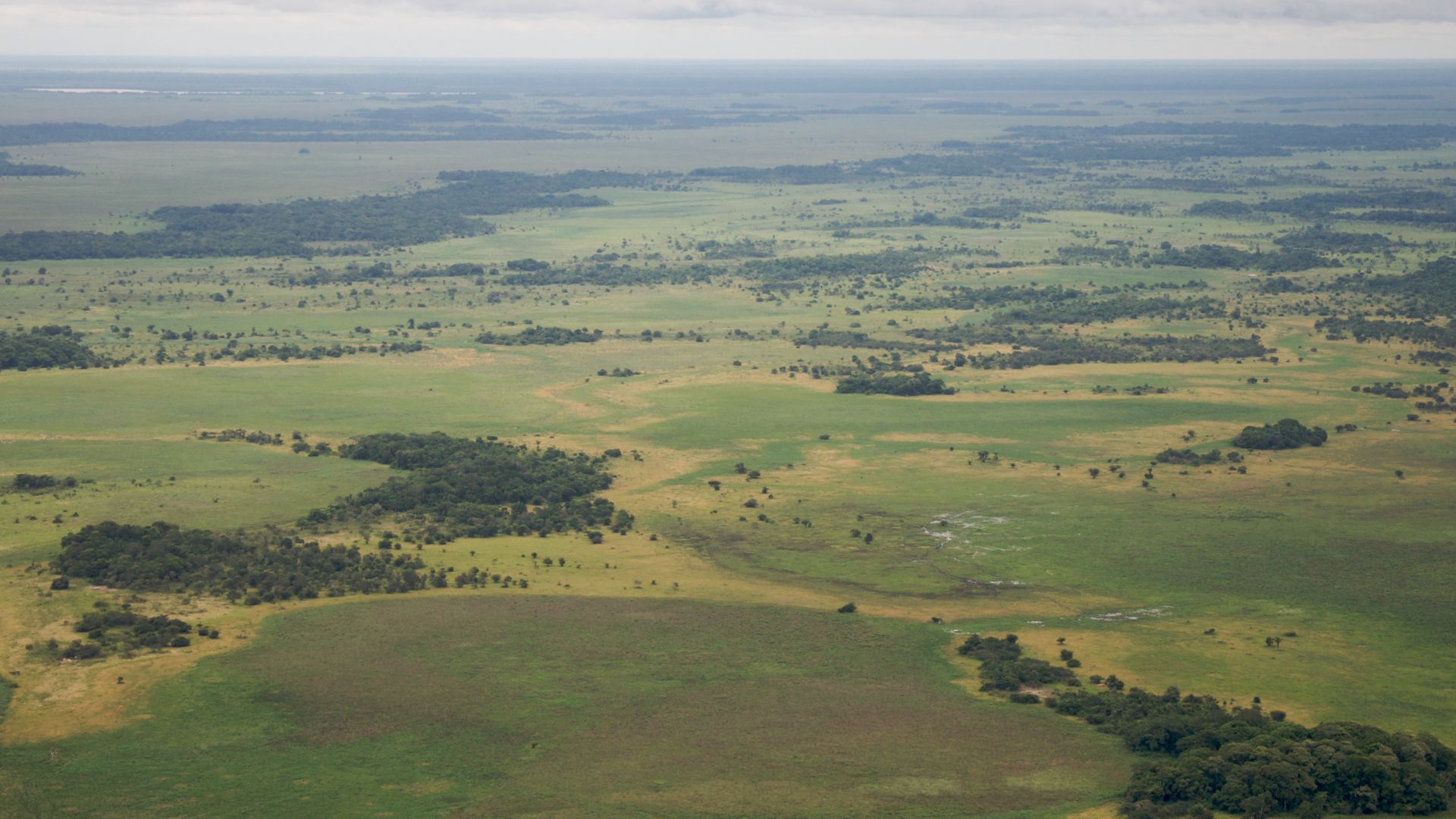 The Beni savanna is an important ecoregion in Bolivia.