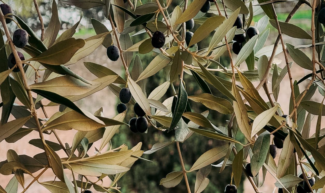 Vibrant olive branches with ripe fruit in a sunny Roman garden setting