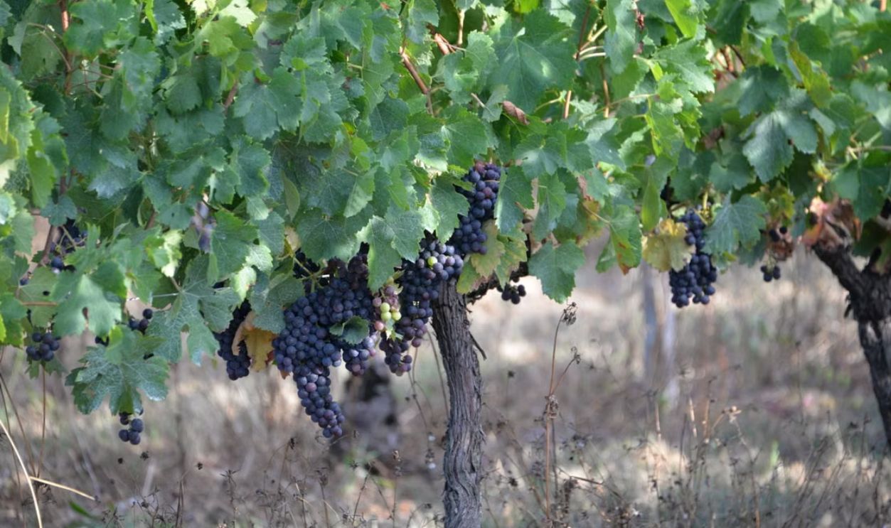 Lush vineyard with ripe grape clusters under green foliage