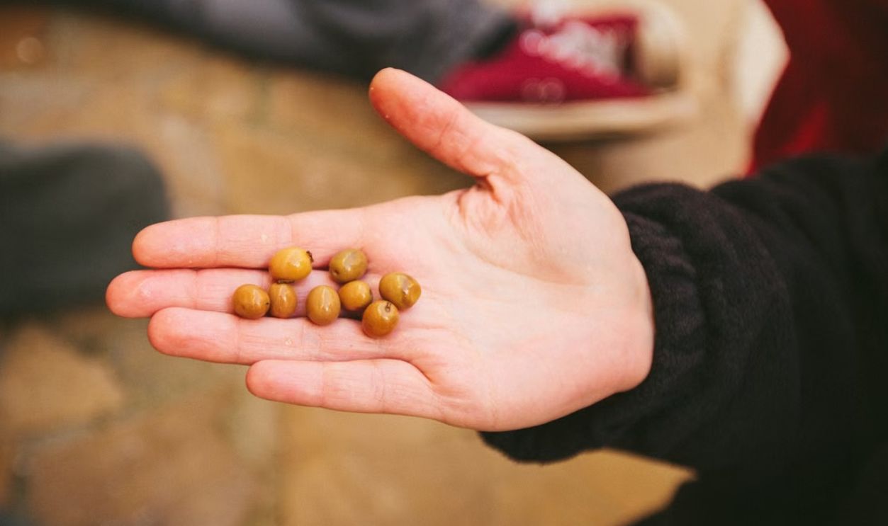 A close-up of a hand holding fresh olives, captured outdoors, showcasing their natural texture and color
