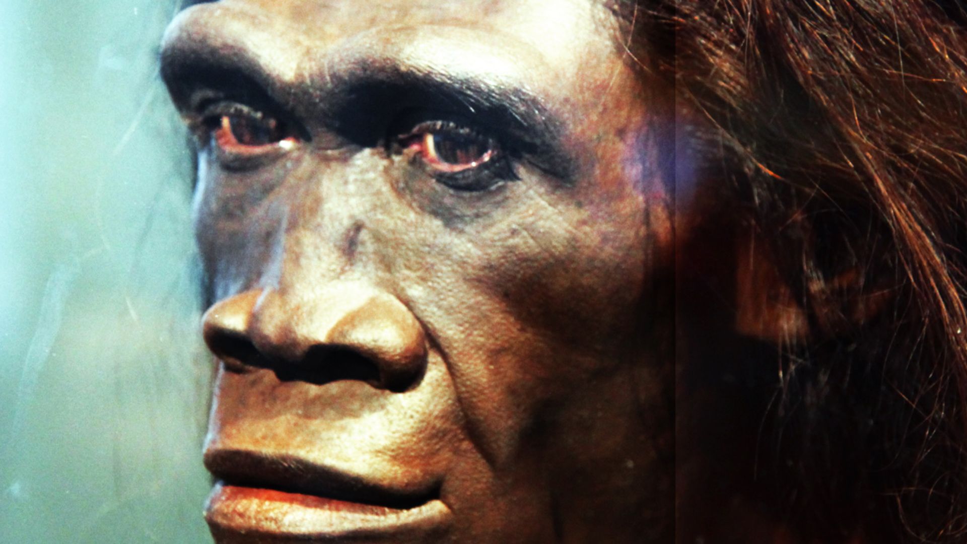 A model of the face of an adult female Homo erectus, one of the first truly human ancestors of modern man, on display in the Hall of Human Origins in the Smithsonian Museum of Natural History in Washington, D.C.
By reconstruction by John Gurche; photograp