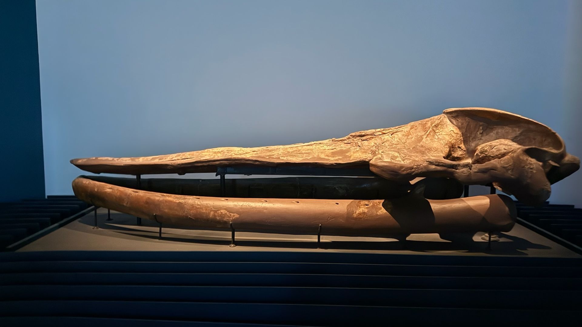 Fossil skull of a Baleen whale