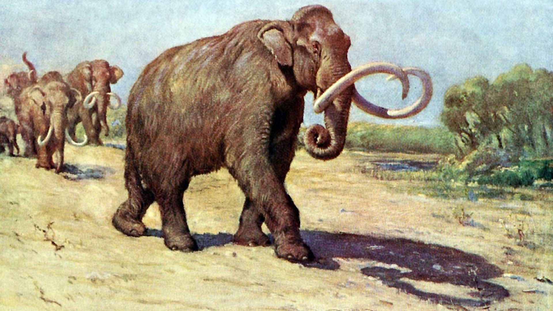 Columbian mammoth, based on the AMNH specimen (formerly M. jeffersonii).