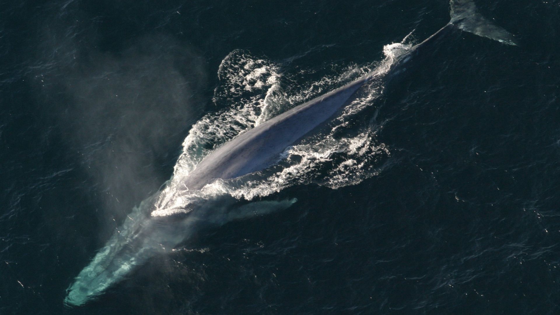 Balaenoptera musculus