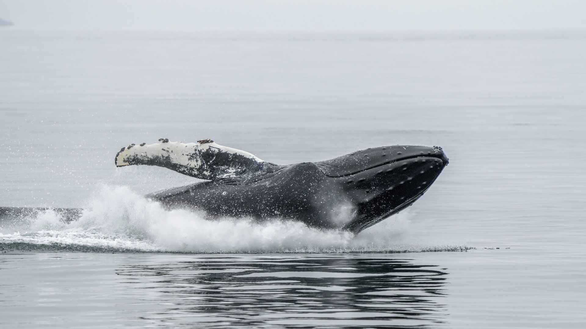 Humpback whale (Megaptera novaeangliae) jumping in the air and splashing the water at Ísafjarðardjúp (Iceland). The reasons why whales practice breaching are still unknown today. Some hypotheses among others are that breaching is done in order to either c