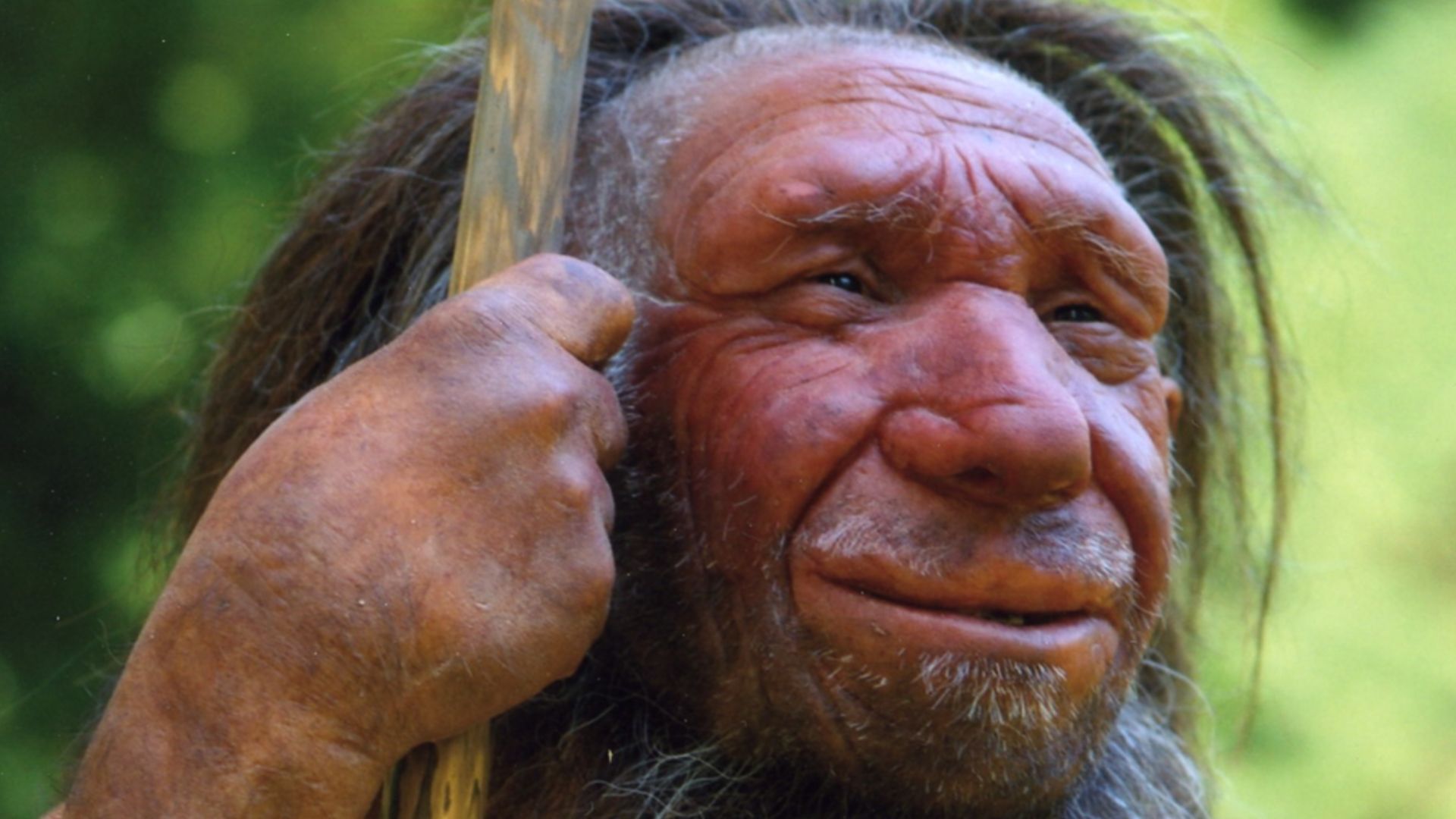 Lebend-Rekonstruktion im Neanderthal-Museum (Erkrath, Mettmann) eines Homo sapiens neanderthalensis „Mr. N“ (Ausschnitt des Originalfotos)