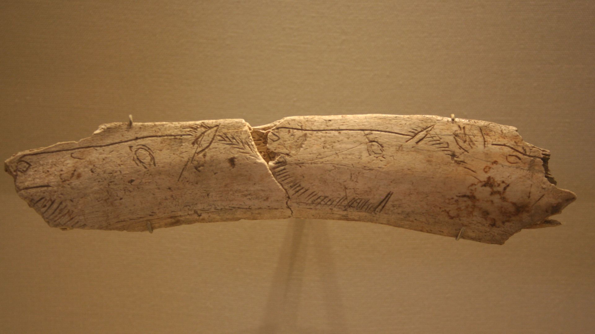 Horses drawn on horse bone.
Around 13,000 years old.
Courbet Cave, Penne Tarn, France.
Carved bones from the GLAM event at the British Museum's Ice Age exhibit.