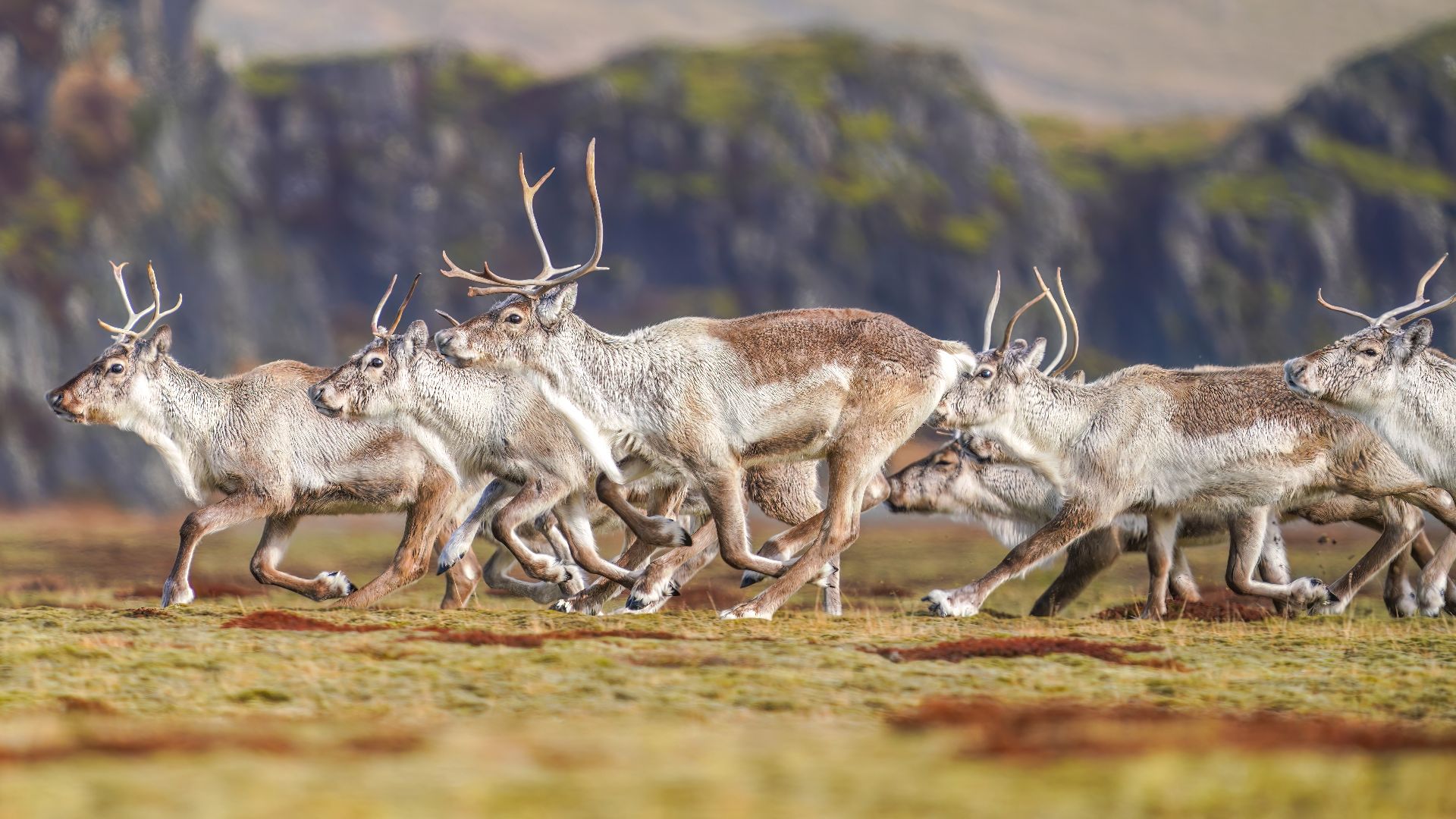 Herd of Reindeers running in Southern Iceland