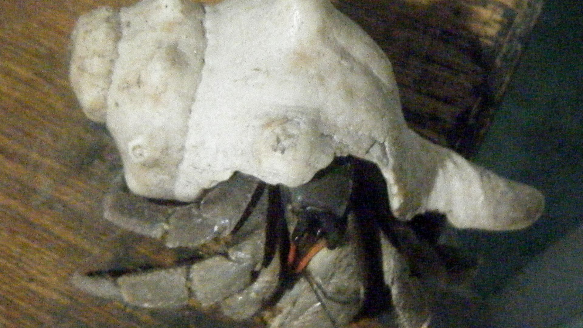 Henry the Clockwork Shellfish