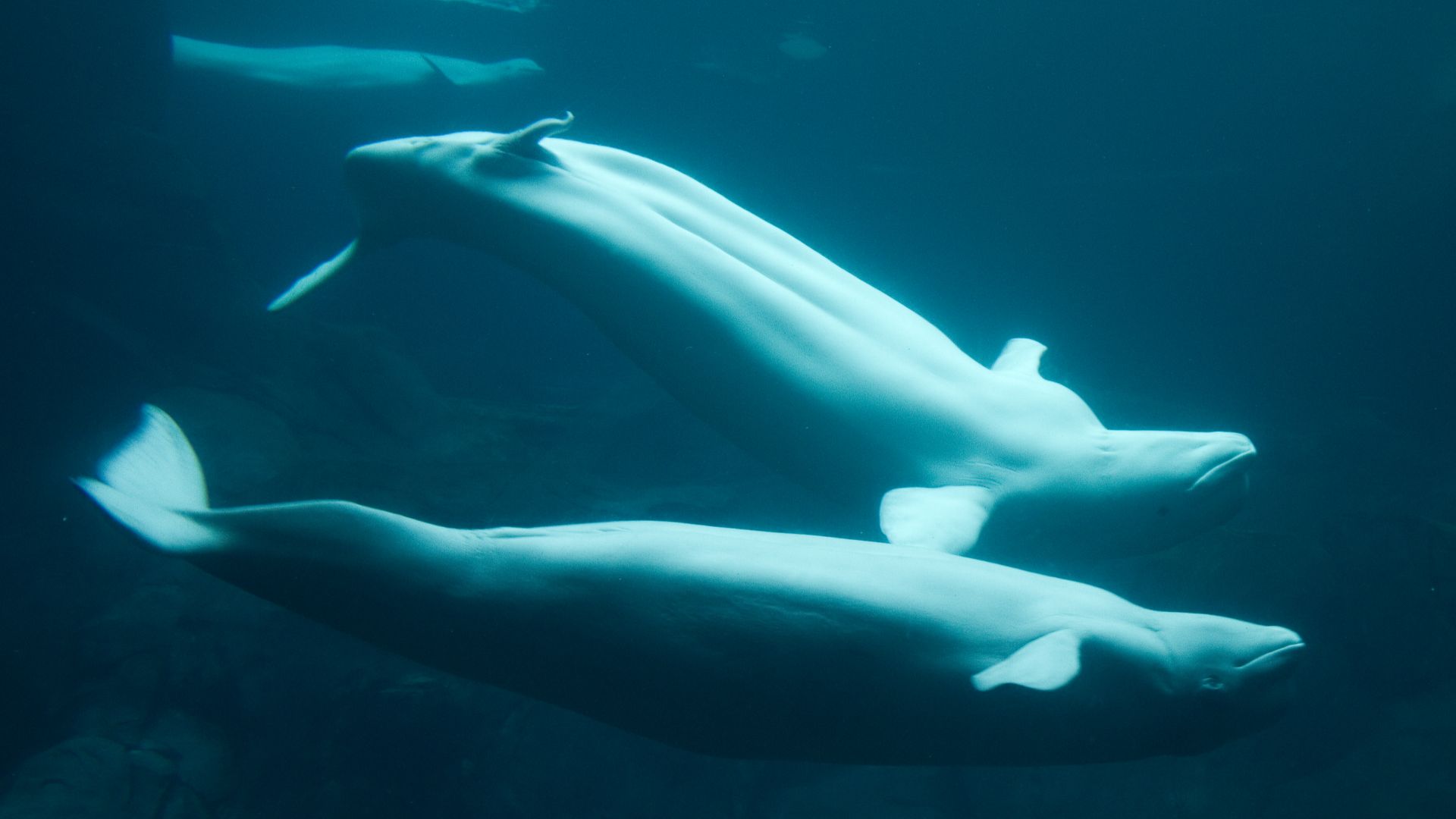 beluga or white whale, Delphinapterus leucas courtship

(The long text on the flickr page is an unattributed copy of a 2011 version [1] of the article