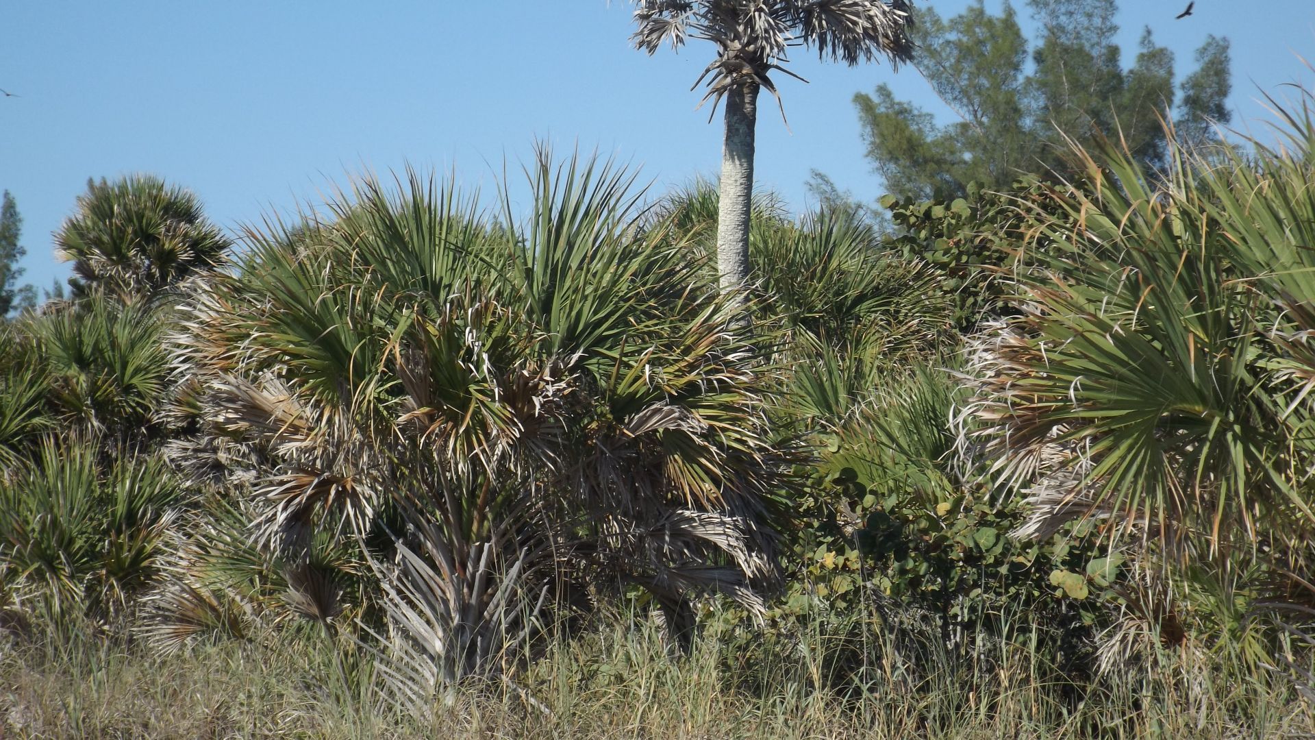 Sabal Palmetto in Habitat, Manasota Key Florida