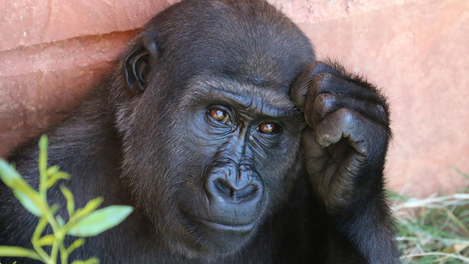 Gorilla