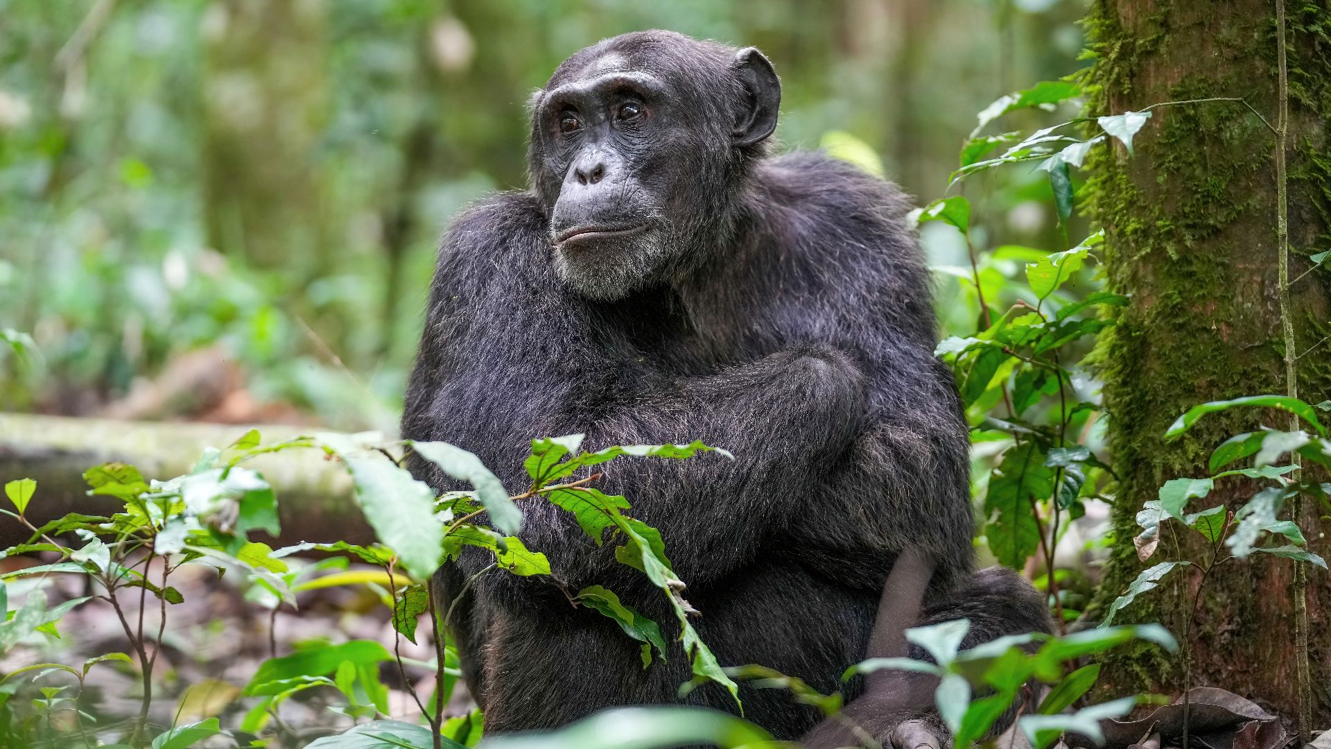Alpha male chimpanzee at Kibale forest National Park