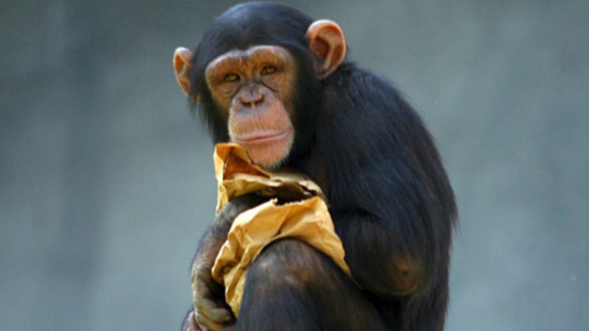 Chimpanzee, taken at the Los Angeles Zoo.
