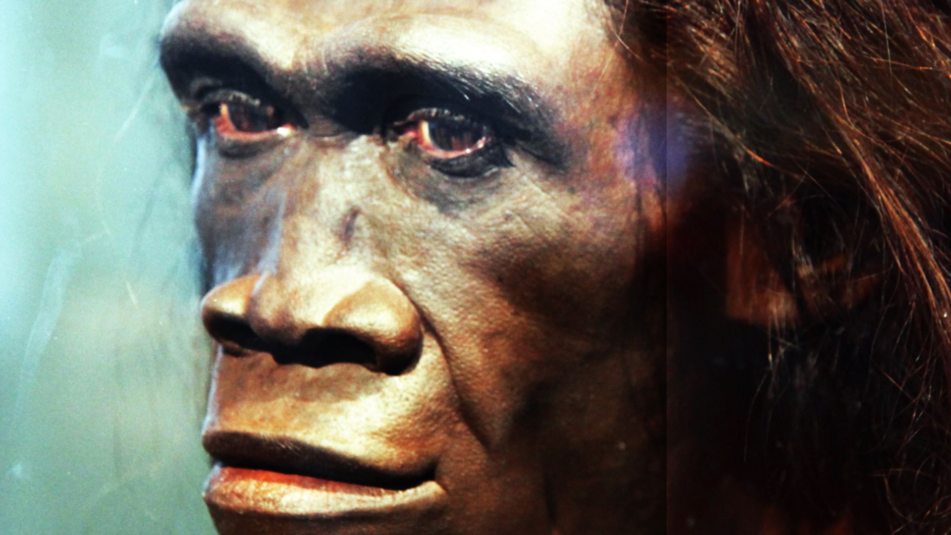 A model of the face of an adult female Homo erectus, one of the first truly human ancestors of modern man, on display in the Hall of Human Origins in the Smithsonian Museum of Natural History in Washington, D.C.
By reconstruction by John Gurche; photograp