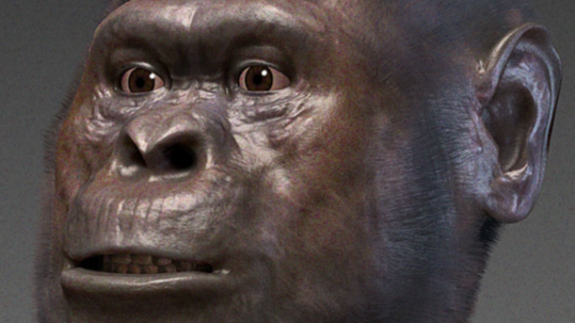 Australopithecus afarensis - forensic facial reconstruction.