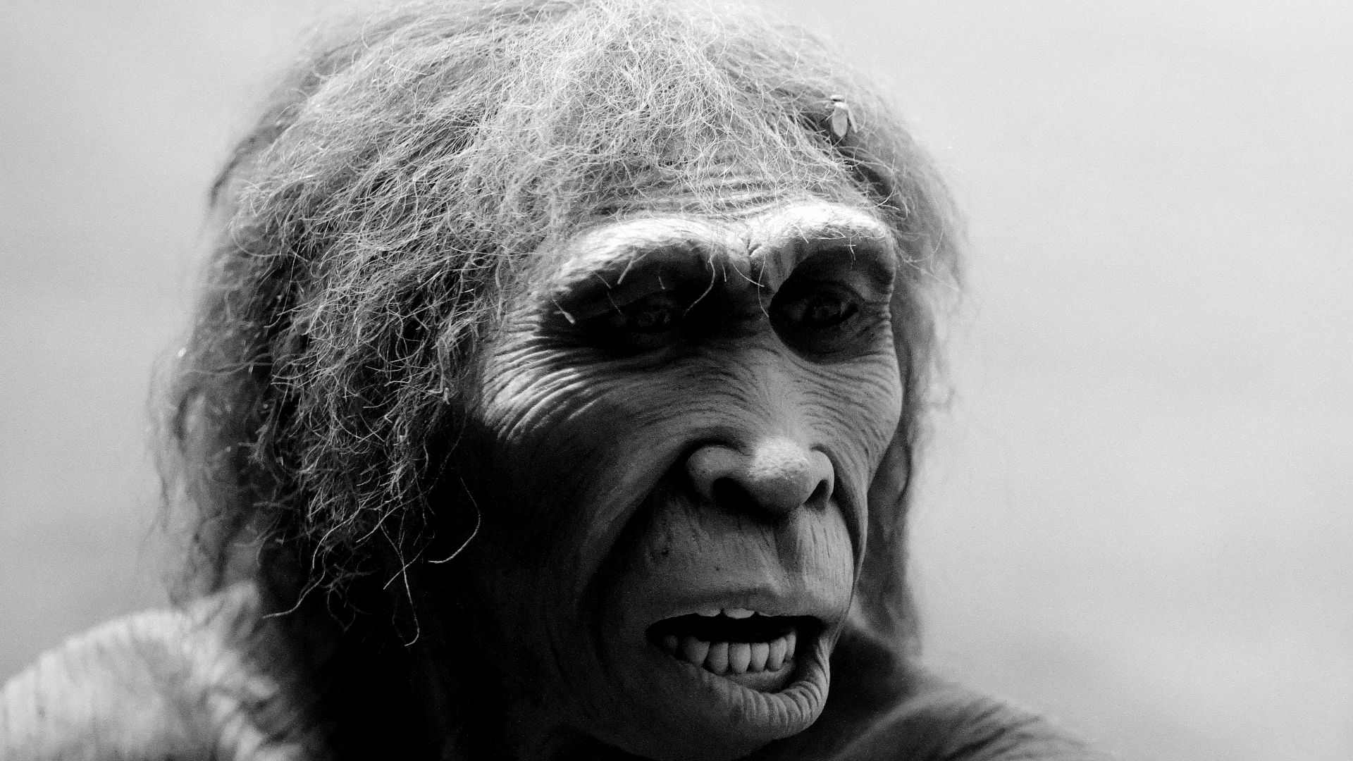 Homo ergaster reconstruction, American Museum of Natural History
An educated guess of homo ergaster (meaning