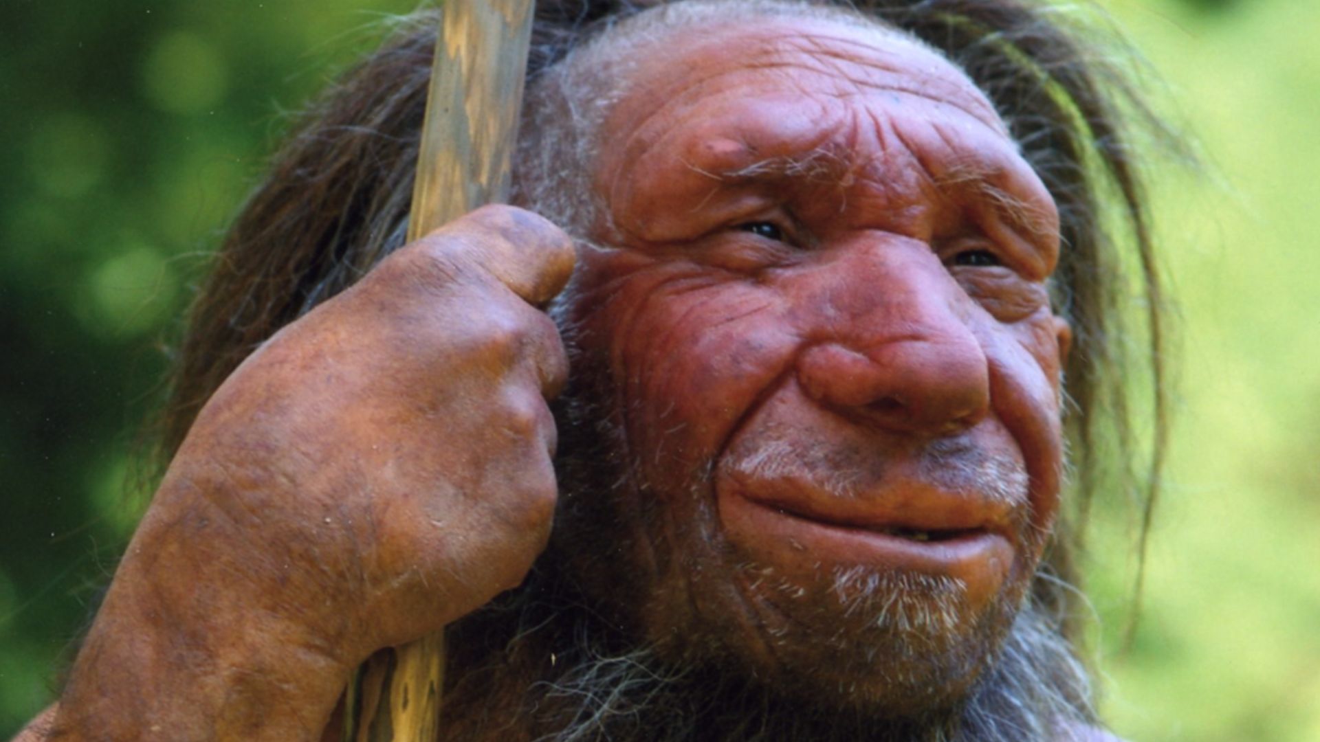 Lebend-Rekonstruktion im Neanderthal-Museum (Erkrath, Mettmann) eines Homo sapiens neanderthalensis „Mr. N“ (Ausschnitt des Originalfotos)