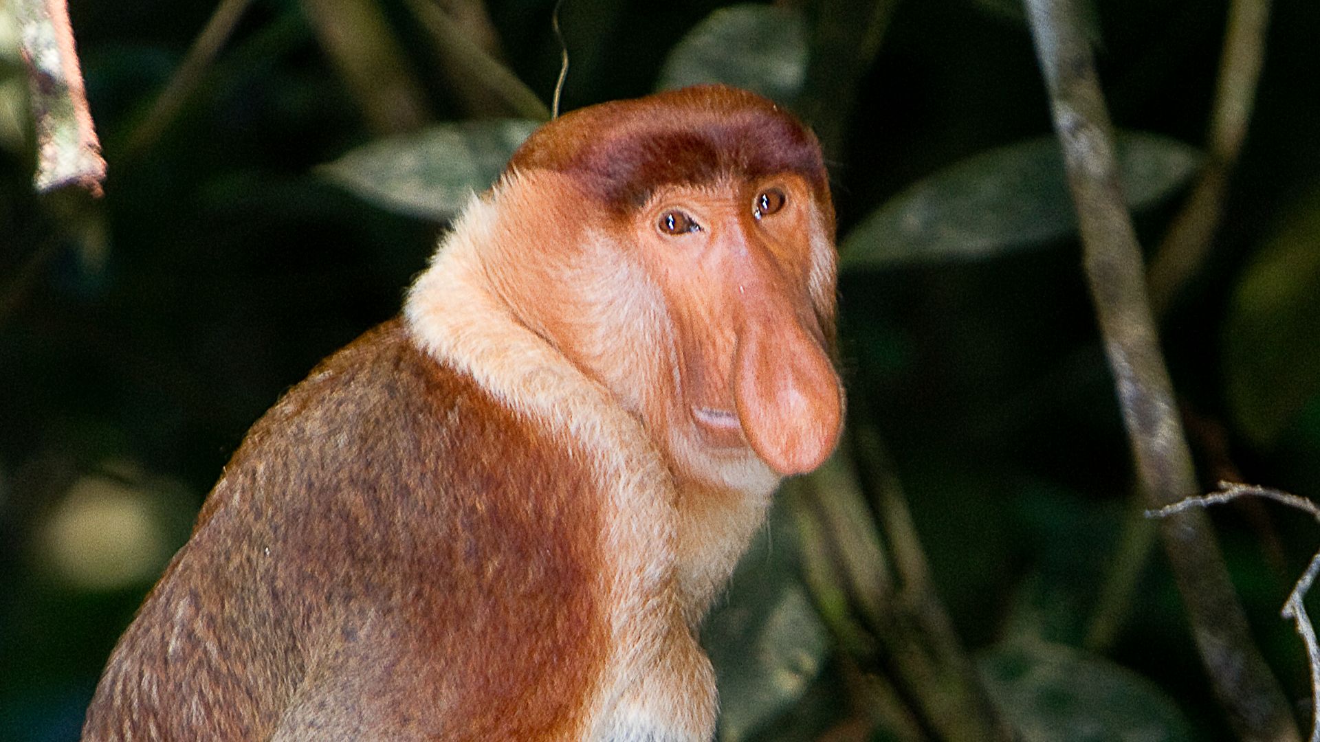 Proboscis Monkey in Borneo