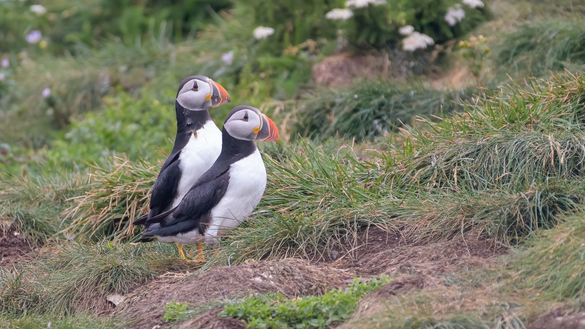 Elliston, Newfoundland and Labrator, Canada