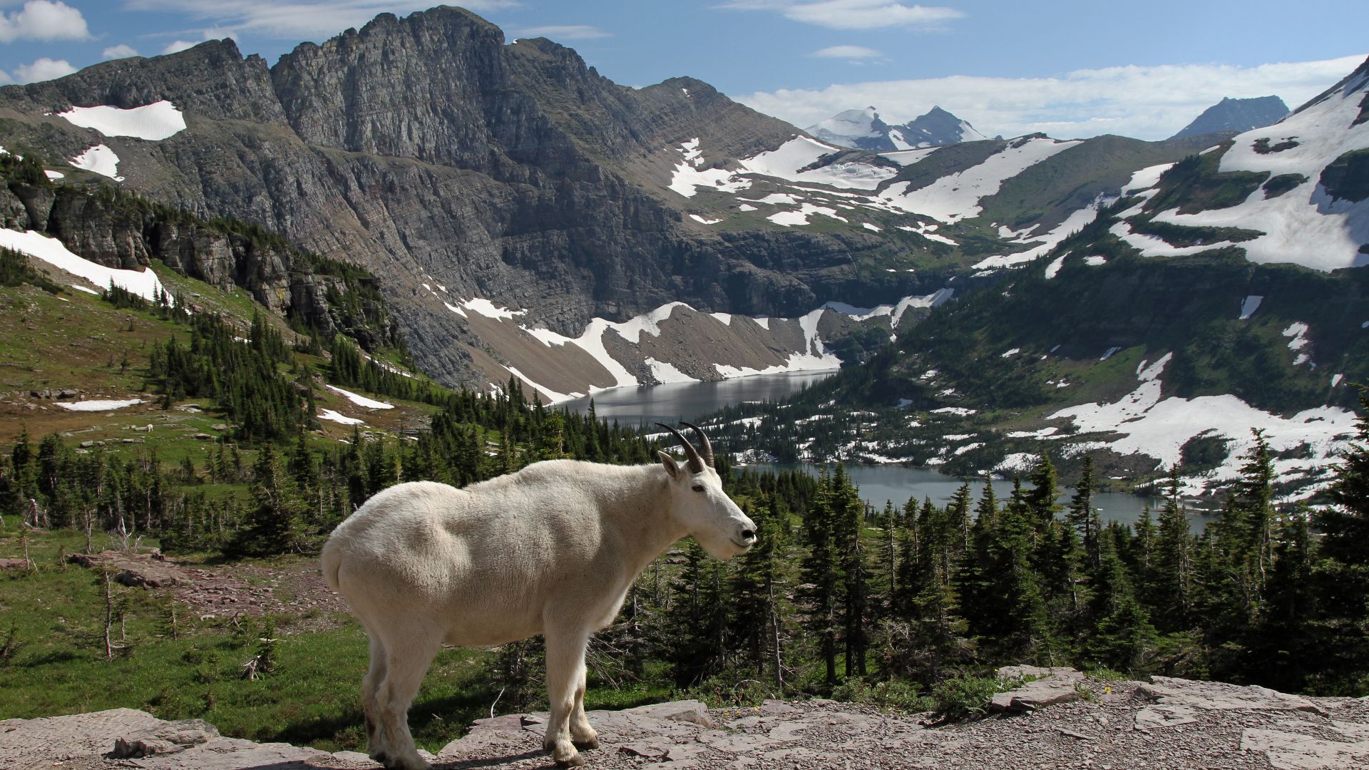 Mountain goat at Hidden Lake, near Logan Pass, in Glacier National Park