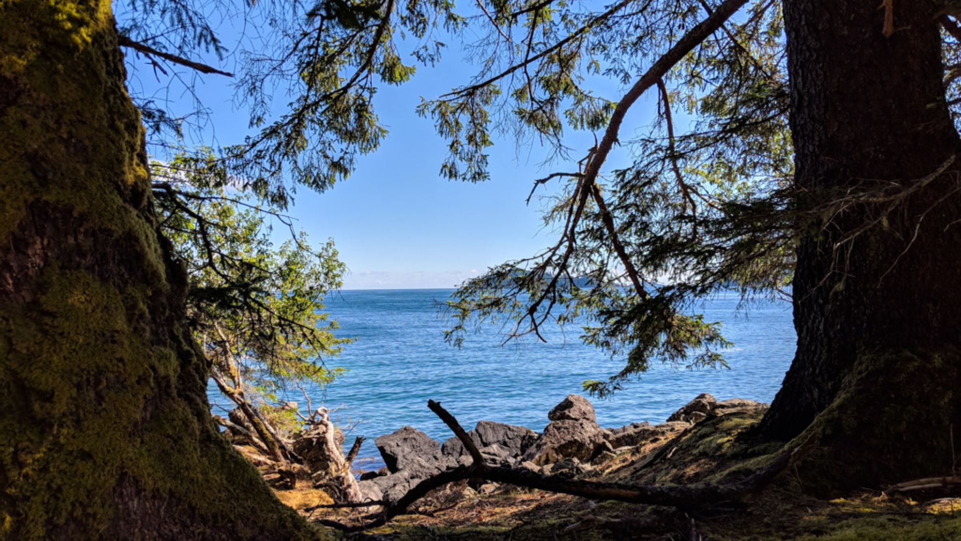 Beach and trees at Tanu, Haida Gwaii