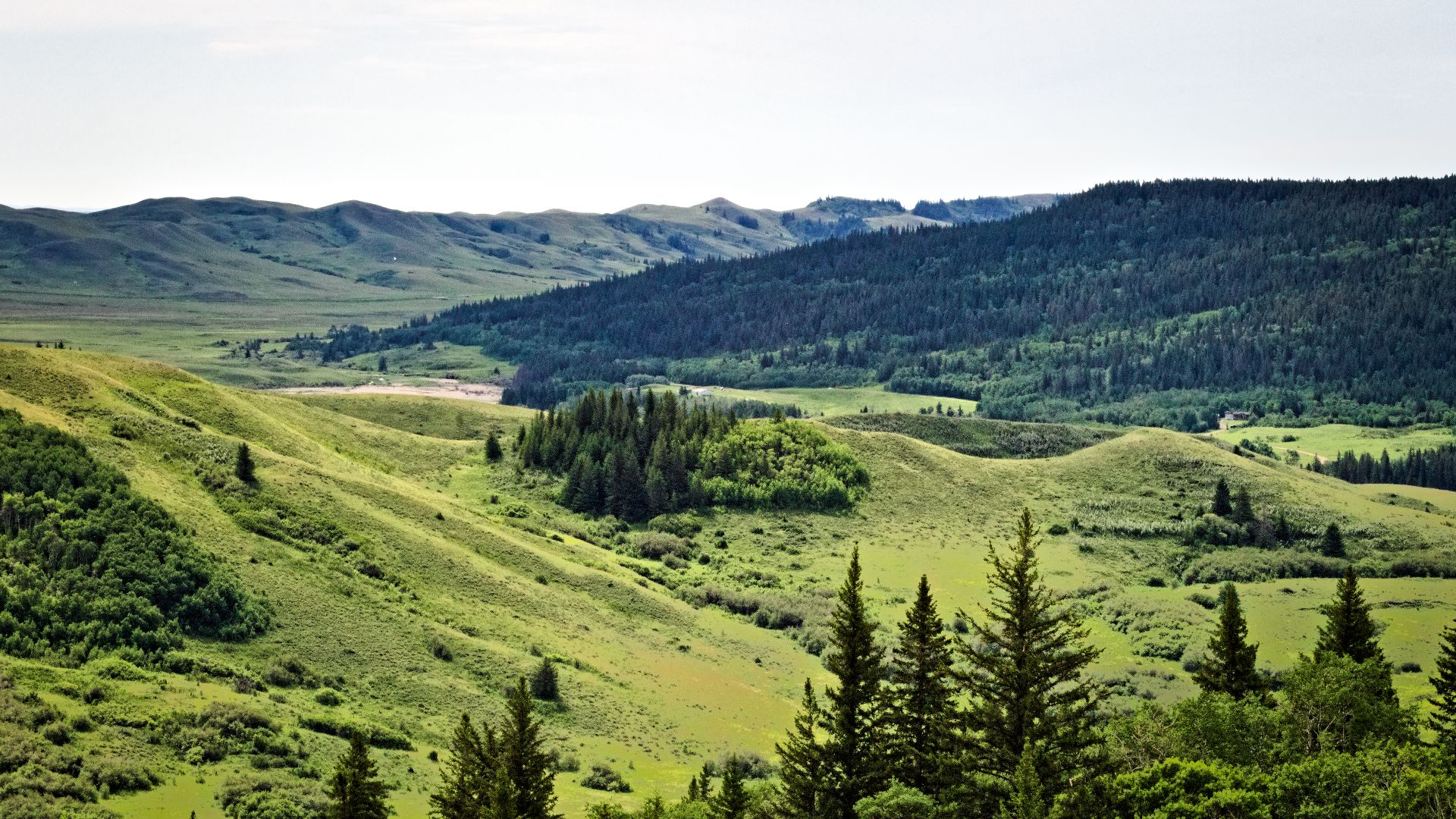 Photo taken from the Conglomerate Cliffs lookout spot in Cypress Hills interprovincial park, facing roughly southeast.