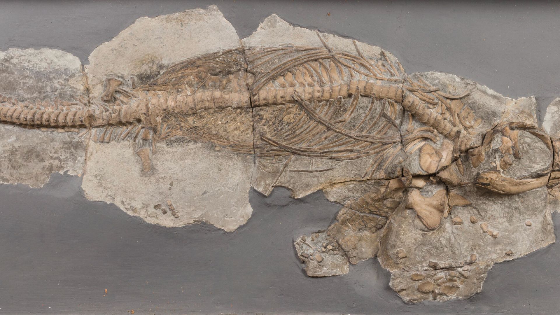 Jurassic ichthyosaur skeleton (Protoichthyosaurus prostaxalis)