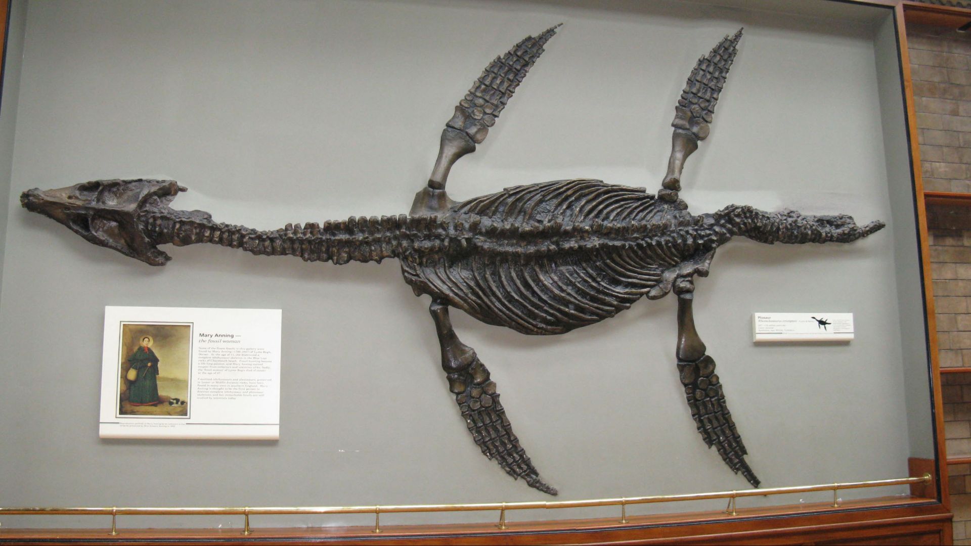 Pliosaur
