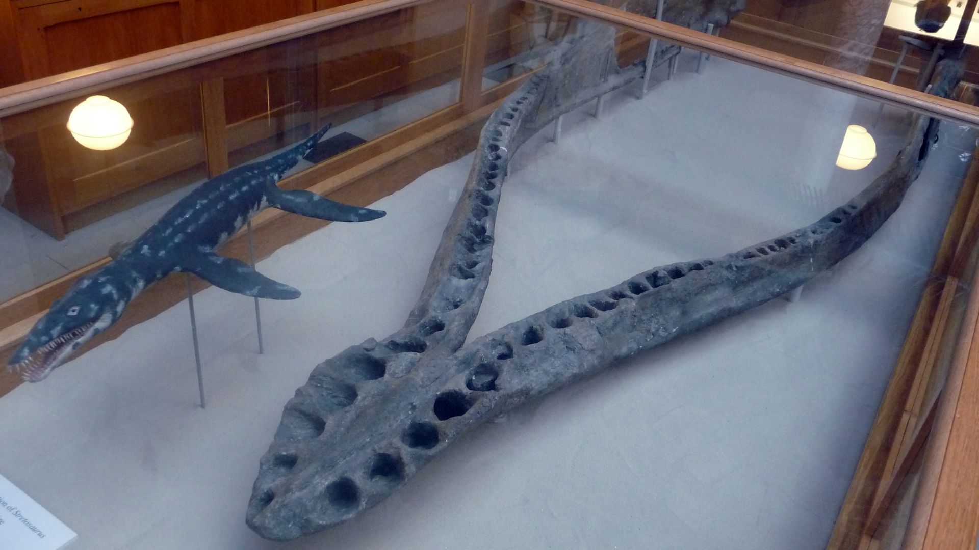 Pliosaurus macromerus jaw (OUM J.10454), Natural History Museum