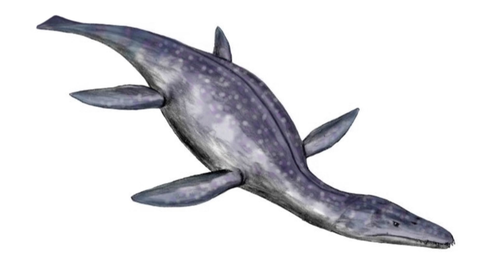 Atychodracon megacephalus (formerly Rhomaleosaurus), a pliosaur from the Early Jurassic of Europe, pencil drawing