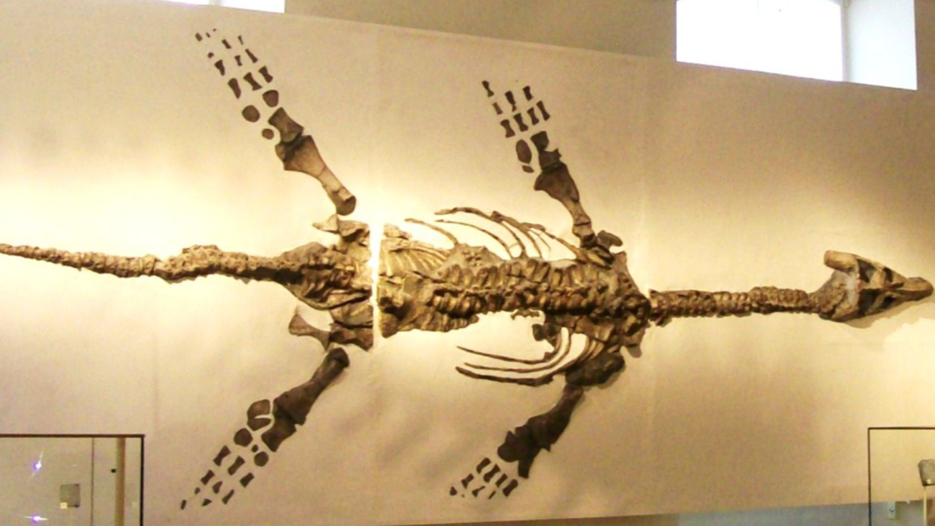 Atychodracon megacephalus (formerly Rhomaleosaurus, specimen LEICS G221.1851) skeleton, New Walk Museum, excavated at Barrow-upon-Soar, popularly known as the
