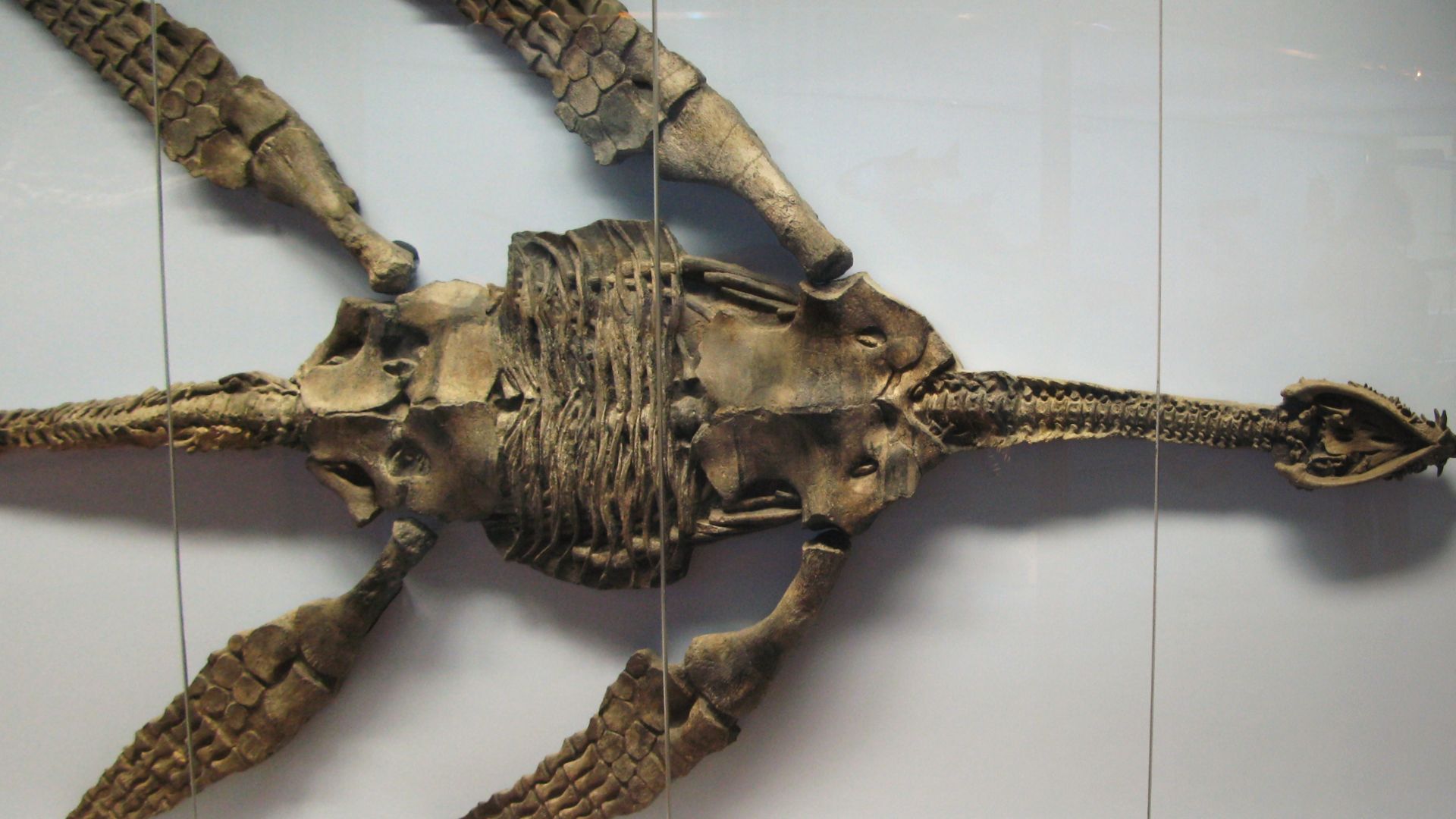 Meyerasaurus victor (jr synonym Rhomaleosaurus victor) holotype. Specimen # SMNS 12478, Museum am Löwentor, Stuttgart, Germany