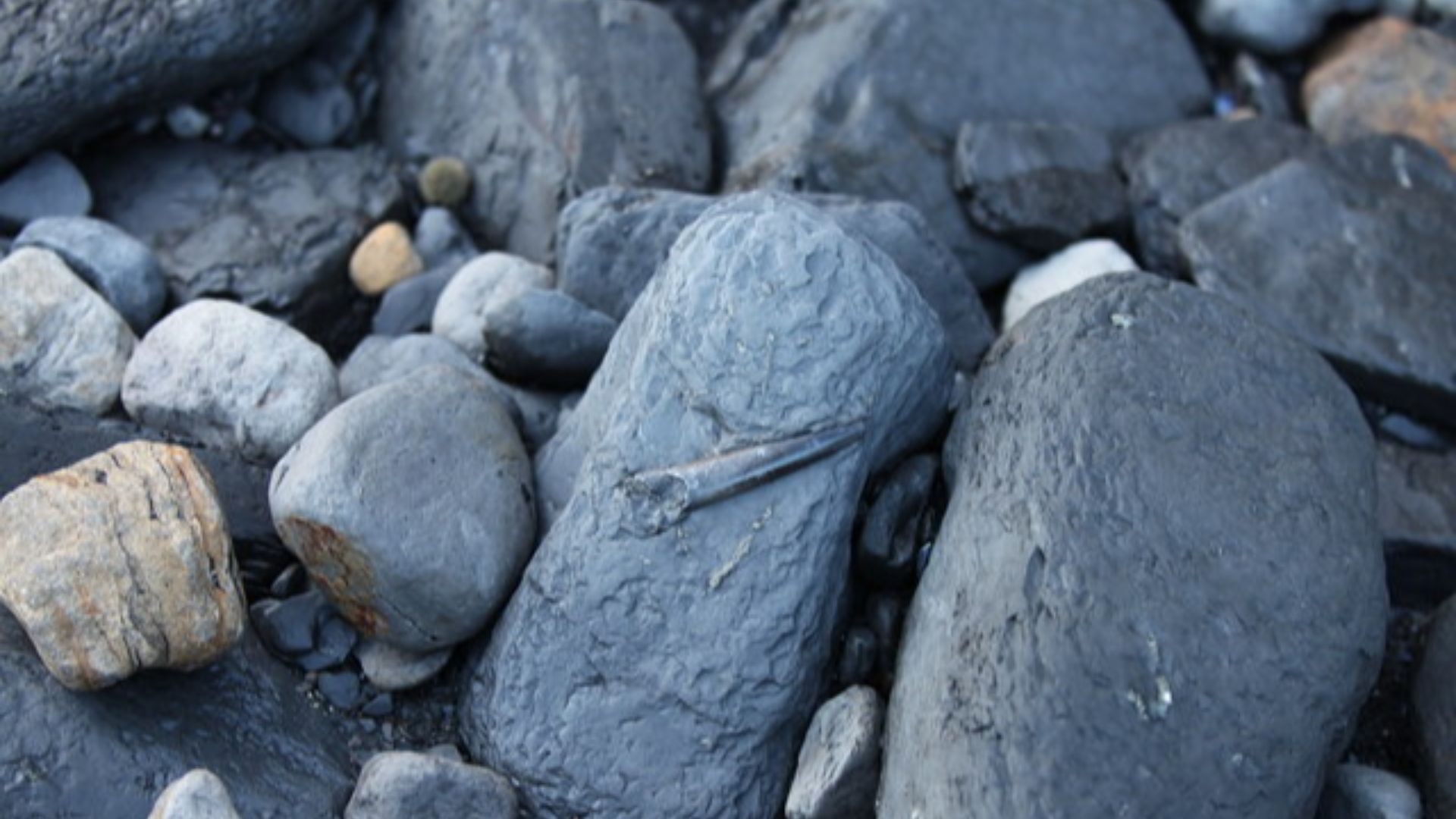 Typical fossils at Saltwick Bay, near Whitby There are plenty of fossils that can be found on the foreshore towards Saltwick Nab, the cliffs are very friable and dangerous so care is needed, for more details see:
http://www.saltwick.ukfossils.co.uk/
or 
h