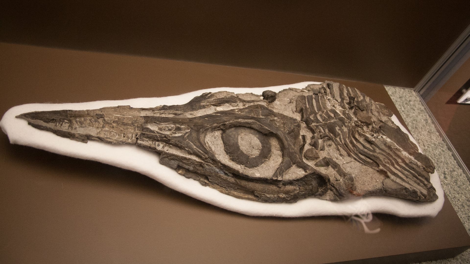Skull and front part of the skeleton of a Macgowania janiceps