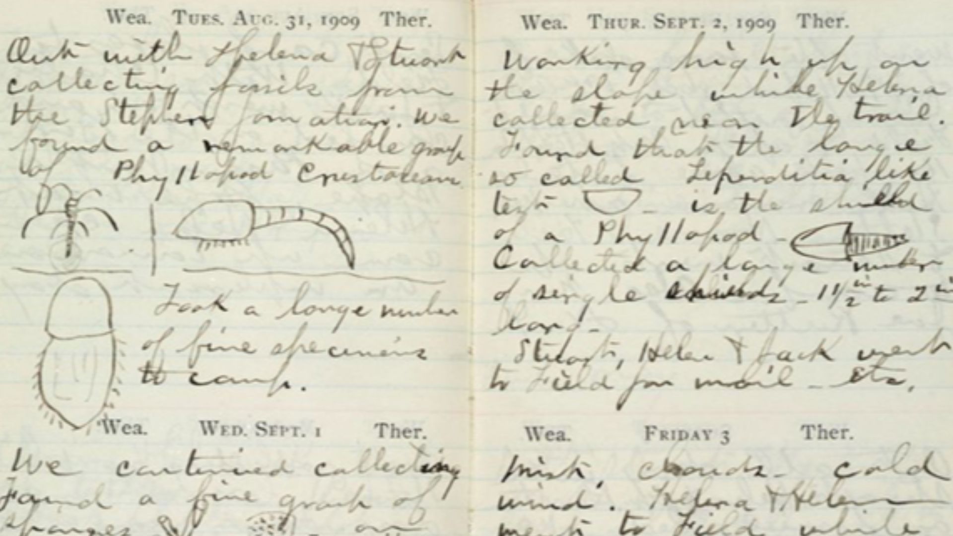 Field notebook of Charles D. Walcott from August 31 to September 3, 1909 detailing the discovery of the Burgess Shale fossils. Three arthropods are drawn in the entry for August 31 - Marrella, Waptia, and Naraoia