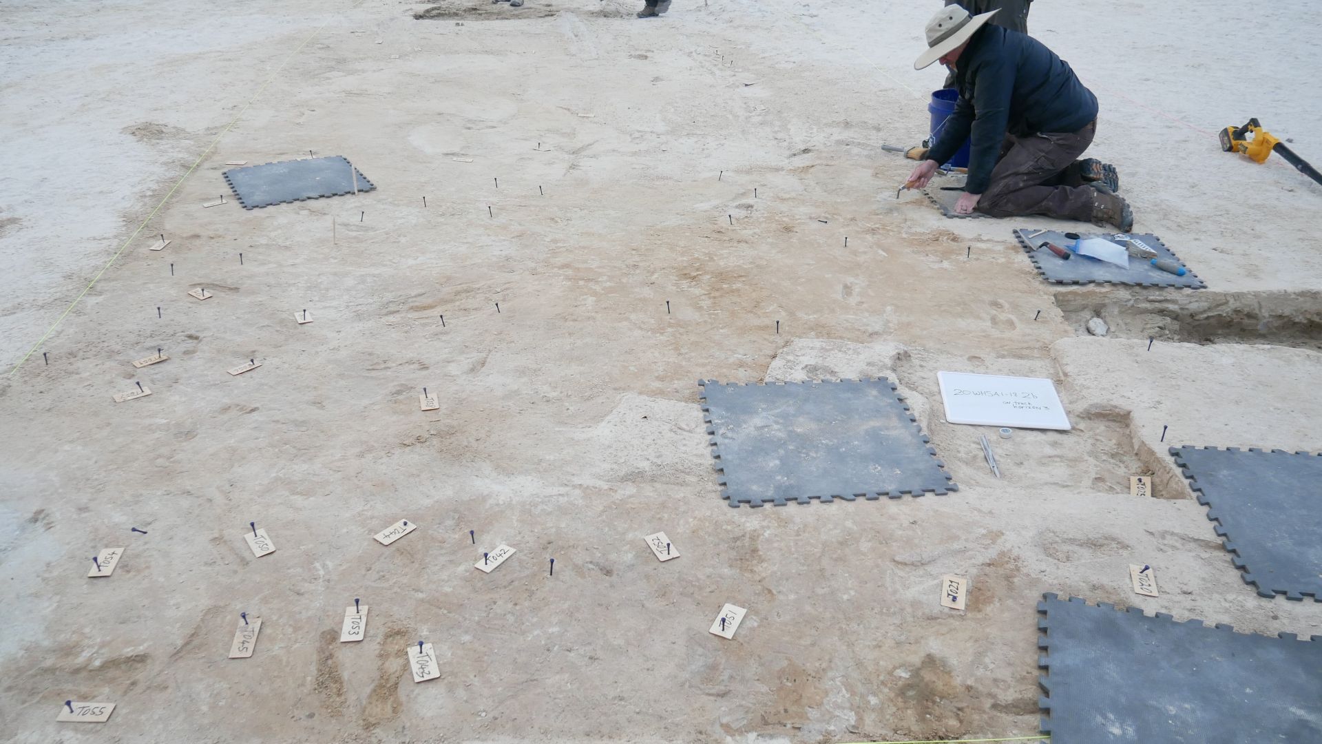 Researchers brush away and label fossils on different sediment horizons.
Researchers label each footprint in order to have a record for fossils found on each track horizon. The picture shows the border of different track horizons on the edge of the trench