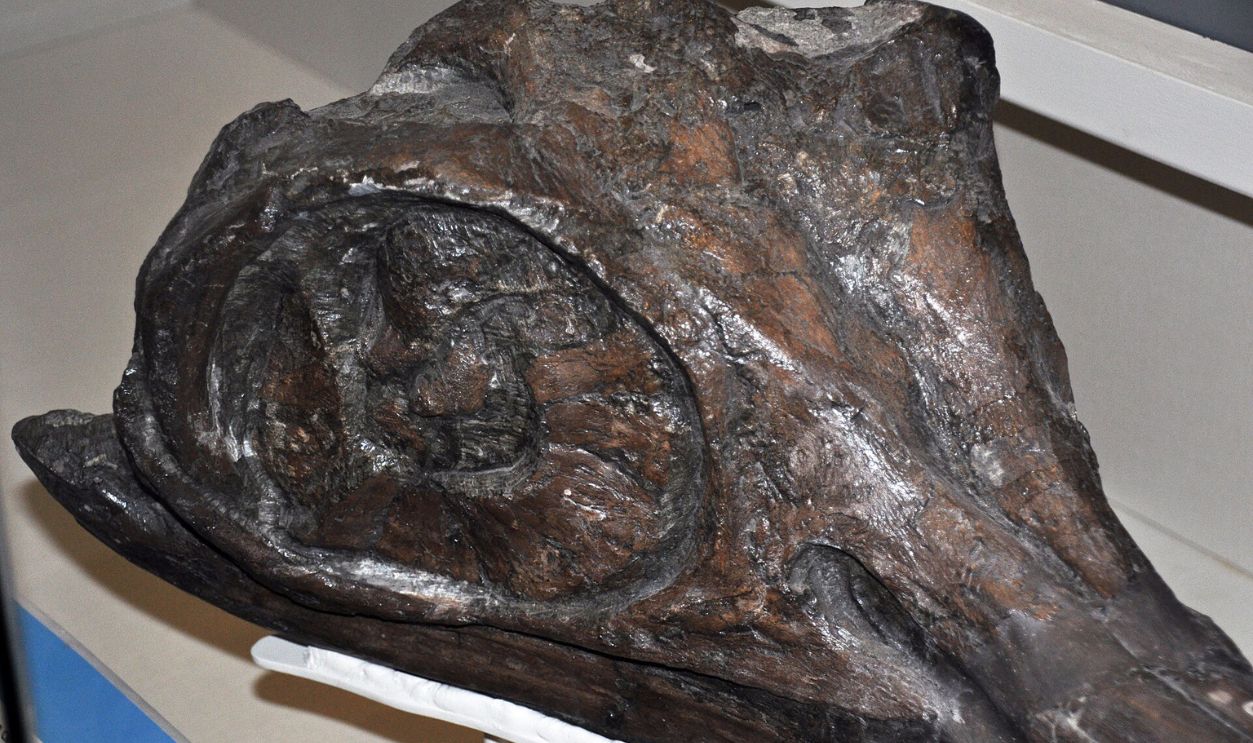 Ichthyosaurus communis